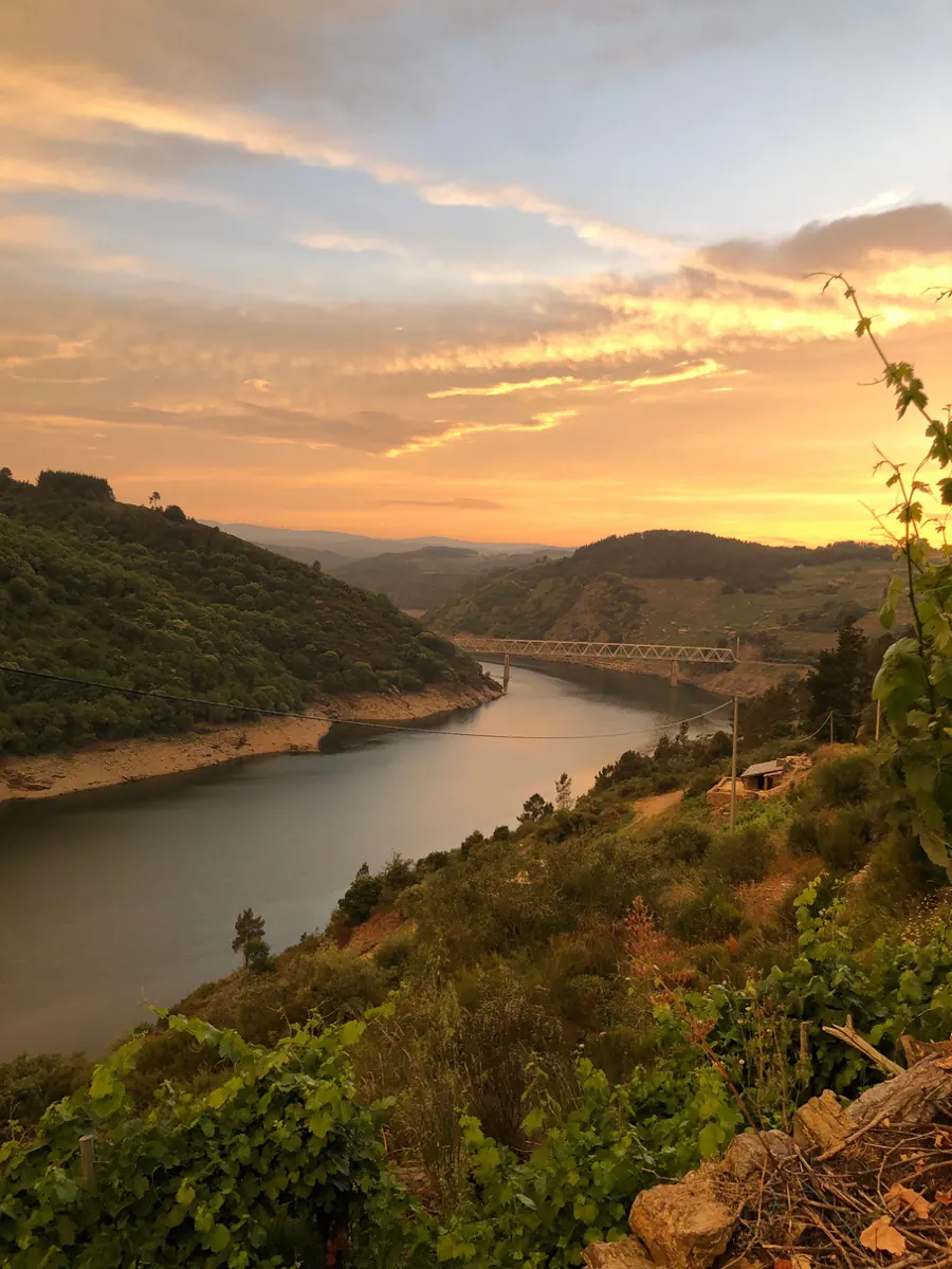 Puesta de sol desde el viñedo